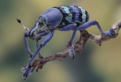 Close-up of insect curculionidae