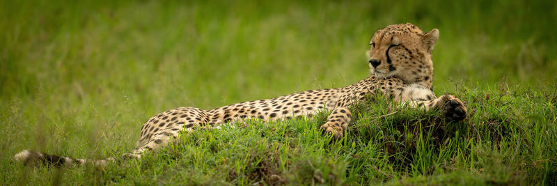 Panorama of sleepy cheetah lying on mound