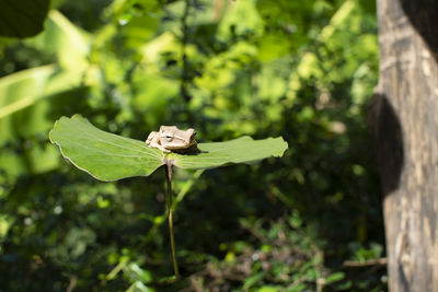 Close-up of butterfly on leaf