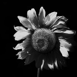 Close-up of flower against black background