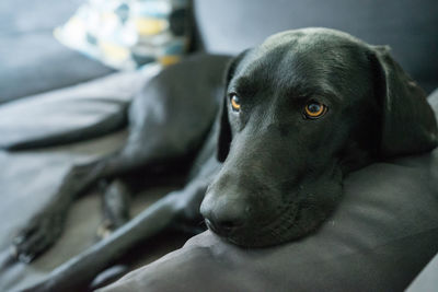 Tired black labrador retriever on the couch with amber-colored eyes
