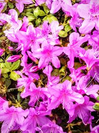 Full frame shot of purple flowers