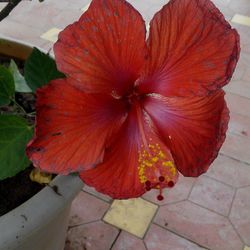 Close-up of red flower