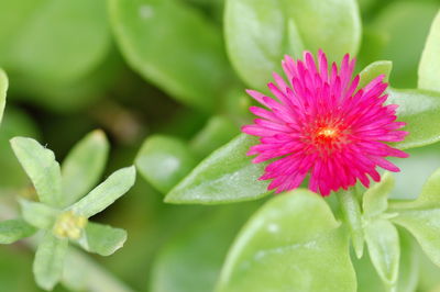 Close-up of pink flowers