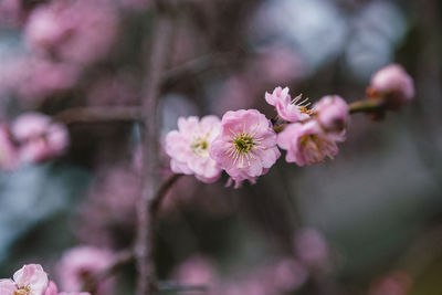 Close-up of purple flowering plant