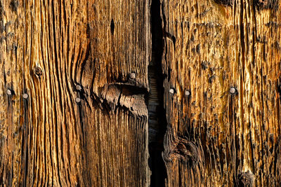 Full frame shot of lizard on wood