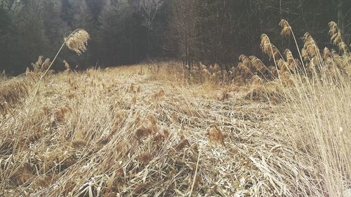 Reflection of trees in water