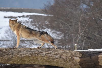 Wolf standing on log