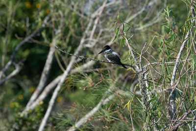 Bird perching on branch