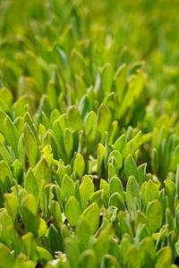 Full frame shot of plants growing on field