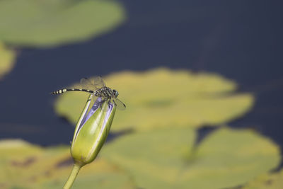 Close-up of insect on flower