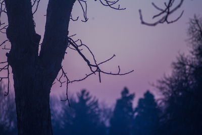 Low angle view of silhouette tree against sky at sunset