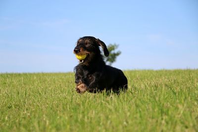 Dog looking away on field