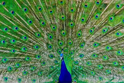 Close-up of peacock