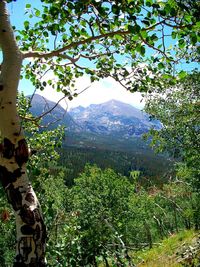 Scenic view of tree mountains against sky