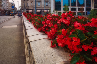 Red flowering plants on footpath by building