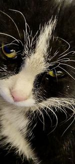 Close-up portrait of a cat