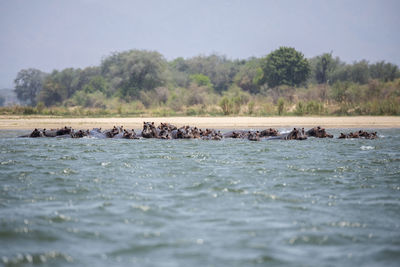 View of hippos in water
