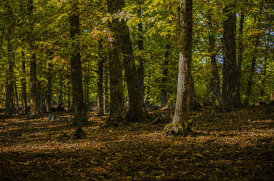 Landscape of chestnut trees forest in autumn, in el tiemblo, avila, castilla y leon, spain