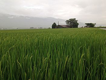 Scenic view of field against cloudy sky