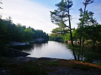 Scenic view of river amidst trees against sky