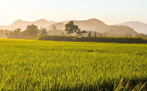 Scenic view of field against sky