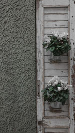 Close-up of potted plant against wall