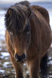 Portrait of a brown icelandic horse in wintertime