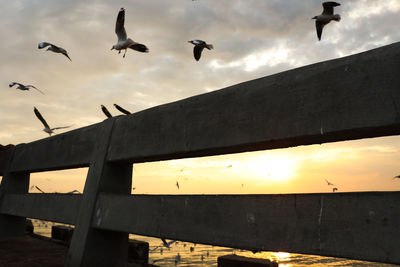 Low angle view of birds flying against sky