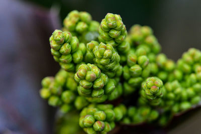 Close-up of green plant