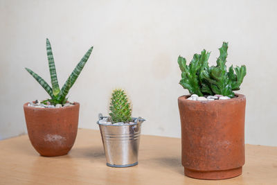 Potted plants on table against wall