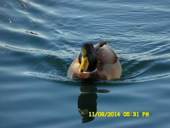 water, animal themes, waterfront, swimming, one animal, animals in the wild, lake, rippled, sea, wildlife, reflection, day, food and drink, two animals, nature, outdoors, close-up, bird, mammal, no people