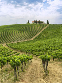 Scenic view of vineyard against sky