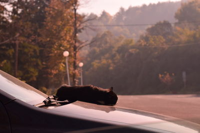 Cat relaxing on car hood against tree