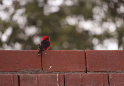 Close-up of bird perching on red outdoors