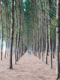 Panoramic view of trees in forest