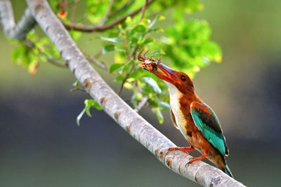 Close-up of bird perching on branch