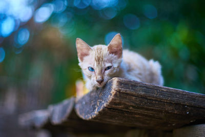 Portrait of cat