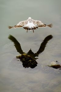 Reflection of trees in water