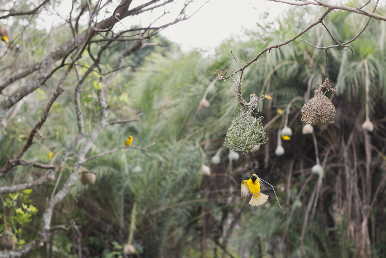 CLOSE-UP OF BIRDS HANGING ON TREE AGAINST SKY