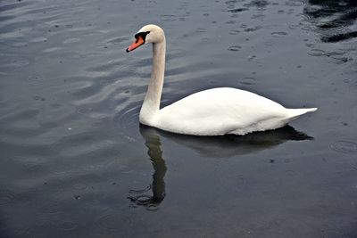 Close-up of swan swimming on lake