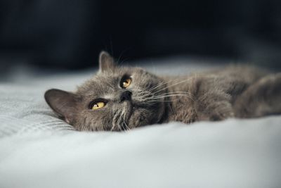 Portrait of cat lying on bed