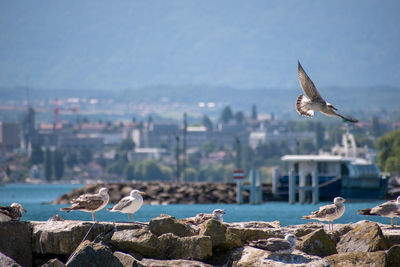 Bird flying over sea