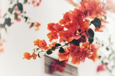 Close-up of orange flowering plant