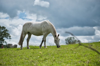 Horse grazing in field