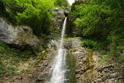 Scenic view of waterfall in forest