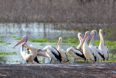 Flock of pelicans on lakeshore