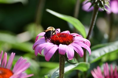 Close-up of bumble bee pollinating on eastern purple coneflower