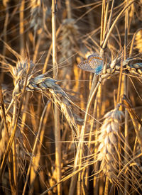 Close-up of dried plant on field