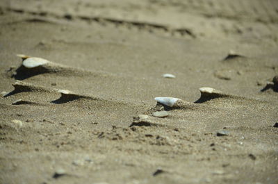 Surface level of pebbles on beach